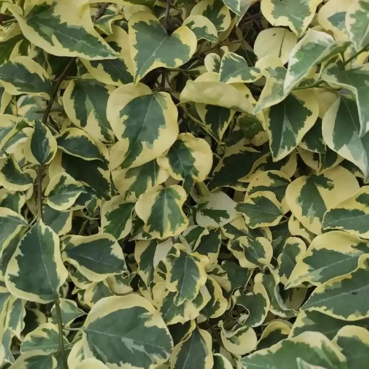 Бръшлян 80-100см / Hedera colchica 'Dentata Variegata'