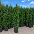 Cupressocyparis leilandii 'Vito' 180-200cm