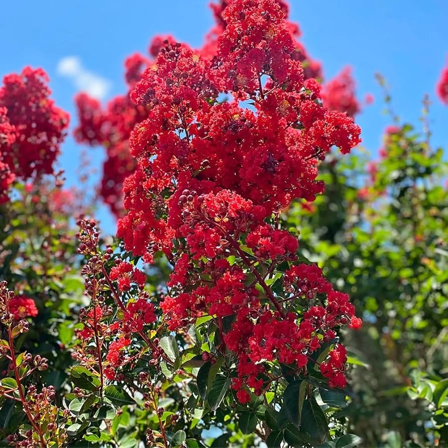 Индийски люляк Об. 14-16см / Lagerstroemia indica 'Durant Red'