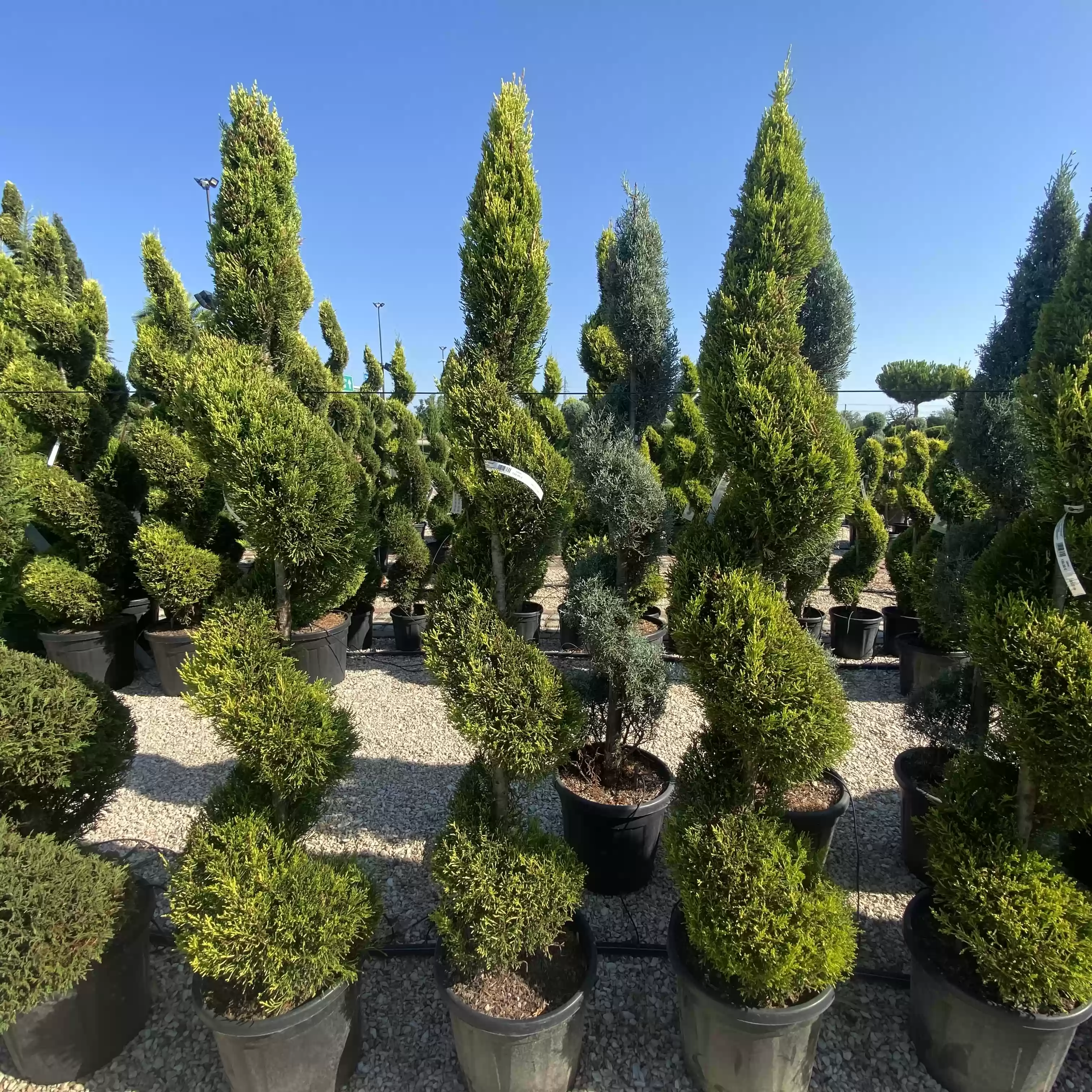 Кипарис лимонов Спирала 160см / Cupressus macrocarpa 'Goldcrest' Spiral