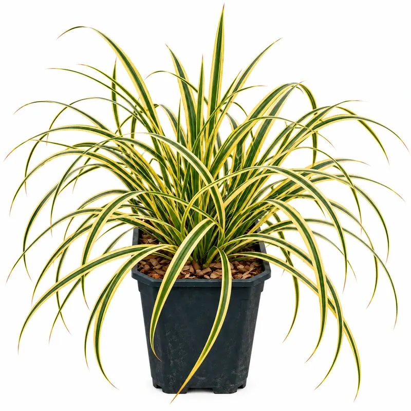 Carex oshimensis 'Evergold' 15-20cm
