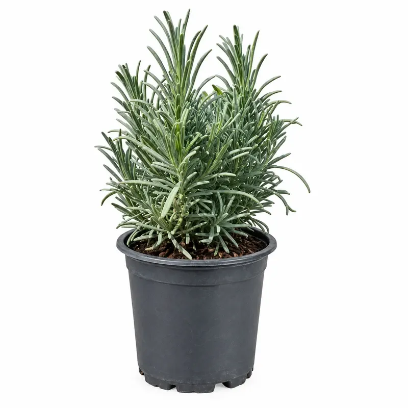 Lavandula angustifolia 10-15cm