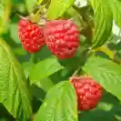 Rubus idaeus 60-80cm