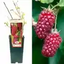 Rubus idaeus 60-80cm