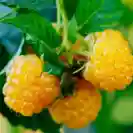 Rubus idaeus 60-80cm