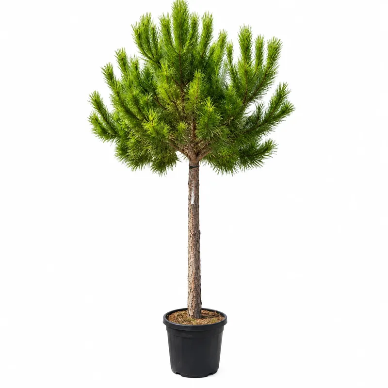 Pinus pinea Girth 14-16cm