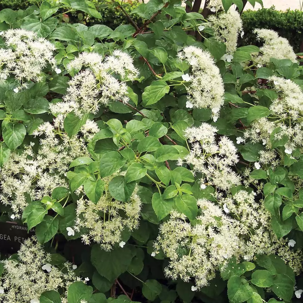 Хортензия катерлива 120-130см / Hydrangea petiolaris