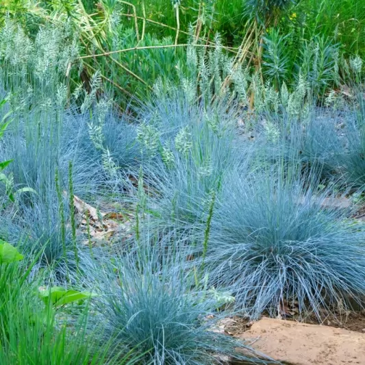 Festuca Glauca- 15/20 Синя трева