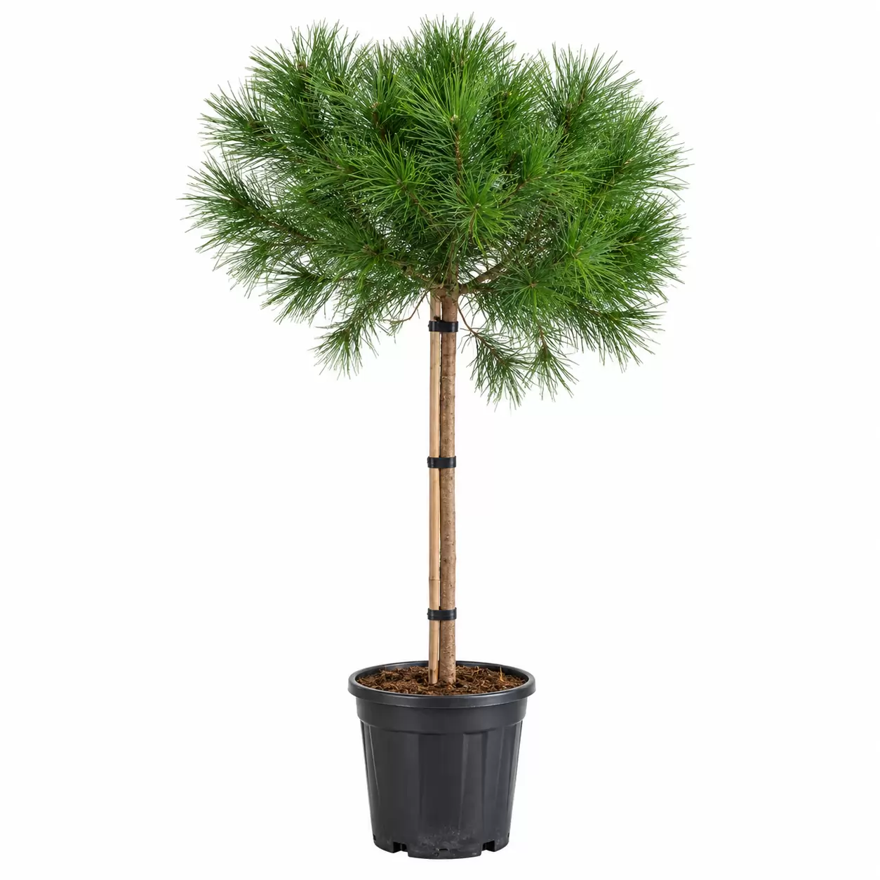 Pinus pinea Girth  8-10cm