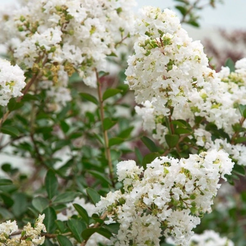Lagerstroemia indica 'Bianco' Stem 100cm