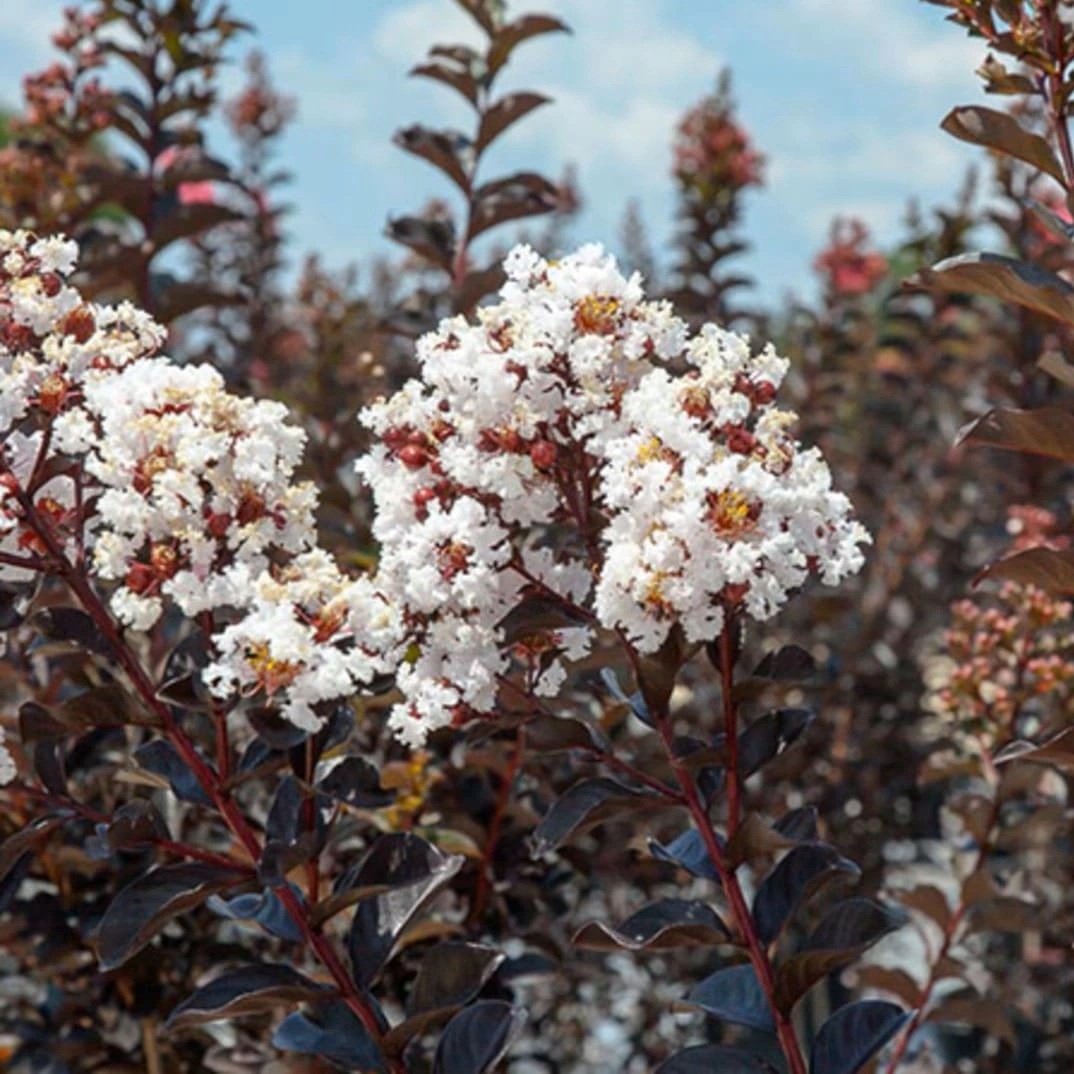 Индийски люляк 80-100см / Lagerstroemia indica 'Black Diamond Pure White'