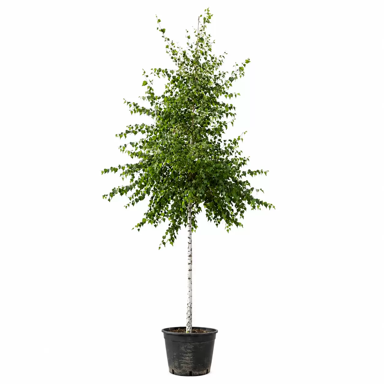 Бреза бяла Об. 8-10см / Betula pendula
