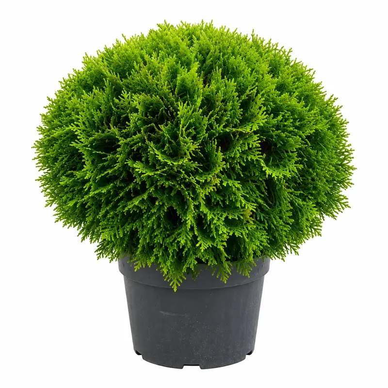 Туя западна кълбовидна Даника 35-40см / Thuja occidentalis 'Danica'