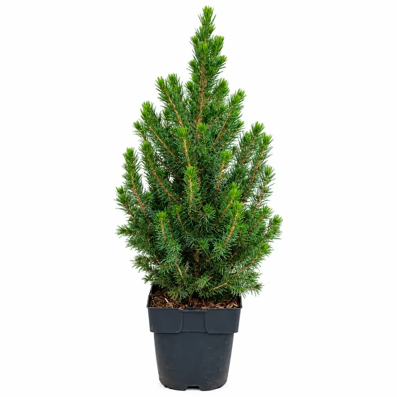 Смърч Коника 25-30см / Picea albertiana 'Conica'