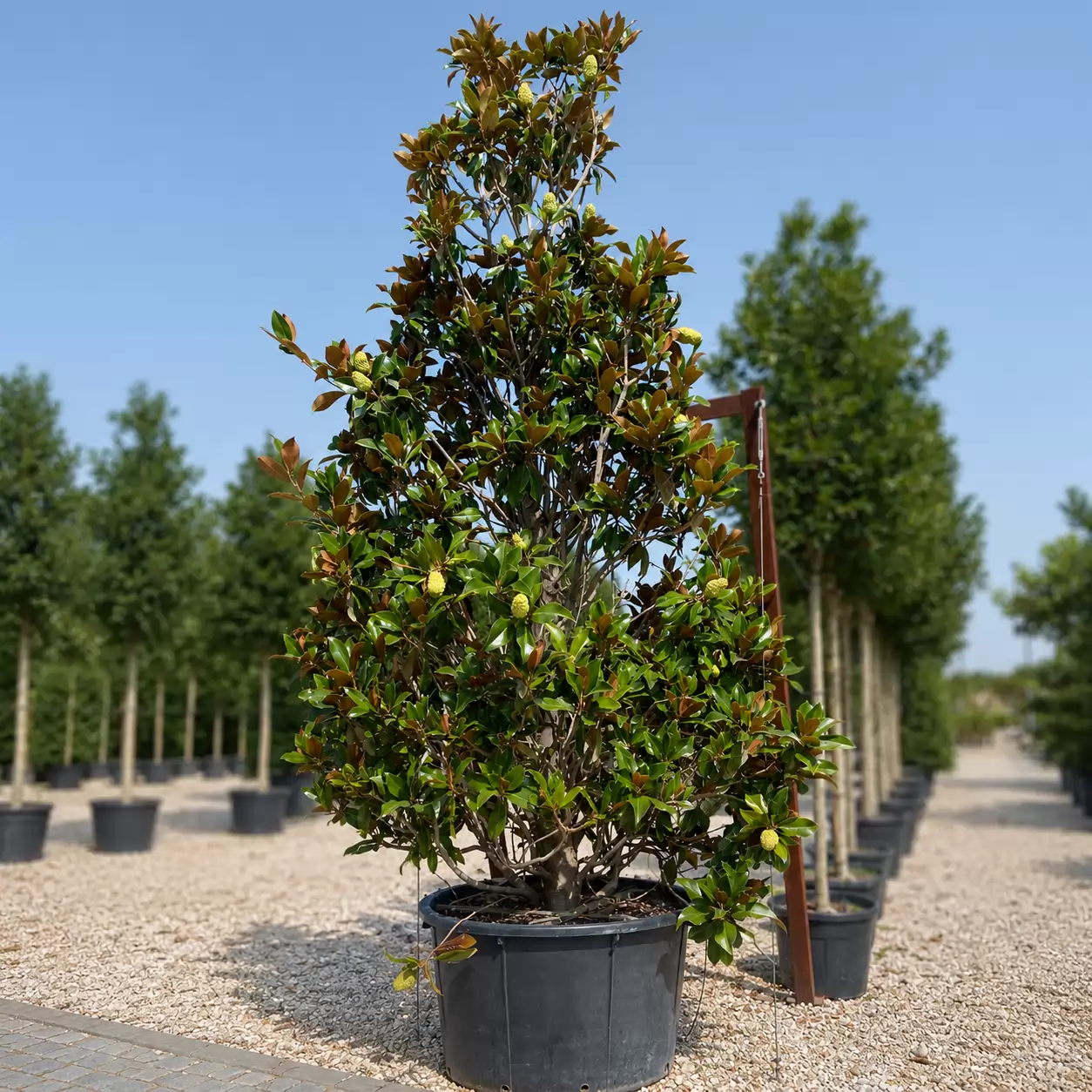 Magnolia grandiflora 'Gallissoniensis' Cono 400-450cm