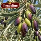 Маслина 150/175см / Olea europaea