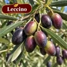 Маслина 150/175см / Olea europaea
