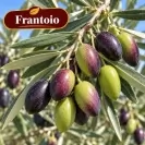 Маслина 150/175см / Olea europaea