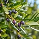 Маслина 150/175см / Olea europaea