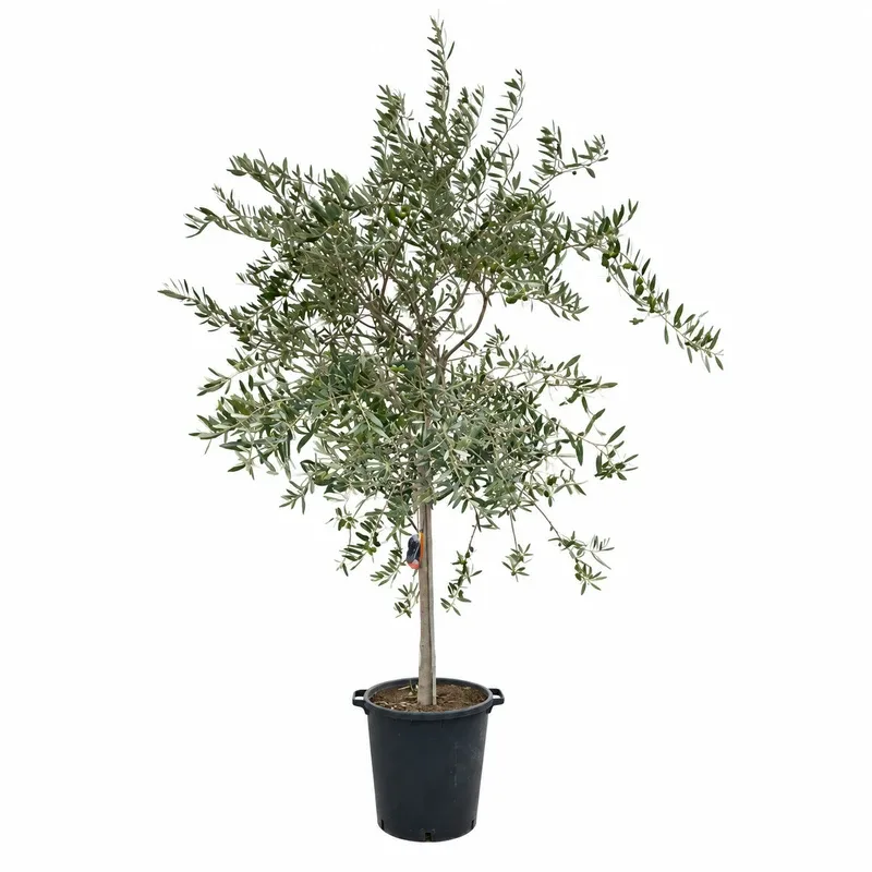 Маслина 150/175см / Olea europaea
