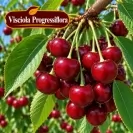 Prunus cerasus 125-150 cm
