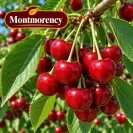 Prunus cerasus 125-150 cm