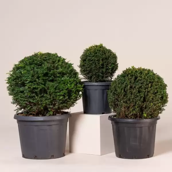 Тис Tопка 55см / Taxus baccata Poll
