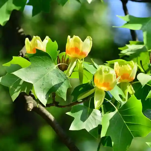 Лирово дърво (дърво лале) Об. 12-14см / Liriodendron tulipifera