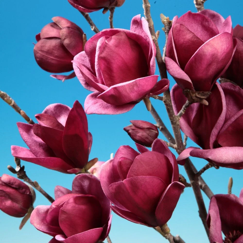 Магнолия 100-120см / Magnolia 'Genie'