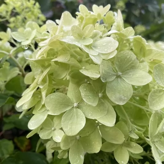 Hydrangea paniculata 30-40cm