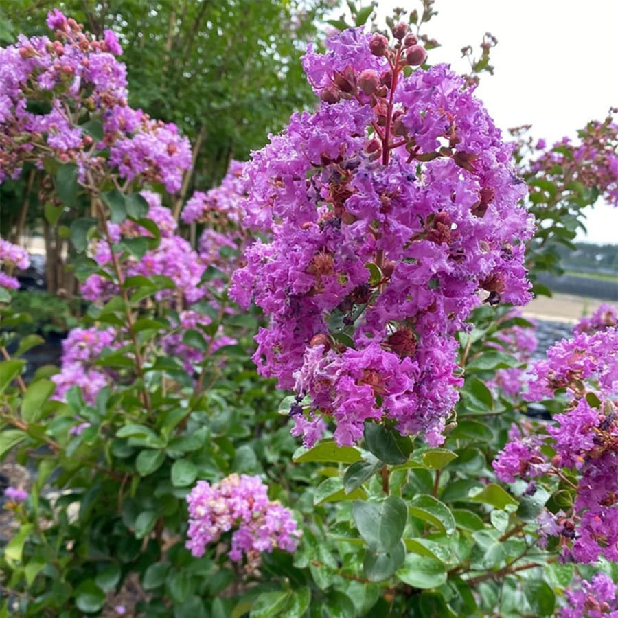 Индийски люляк Об. 6-8см / Lagerstoemia indica 'Violacea'