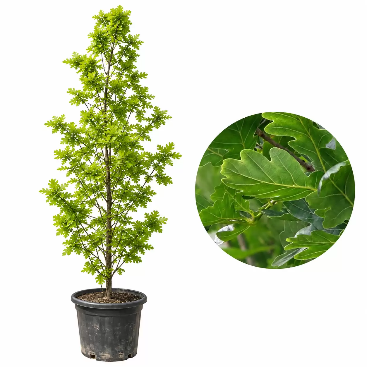 Летен дъб Колоновиден 250-270см / Quercus robur 'Fastigiata Koster'