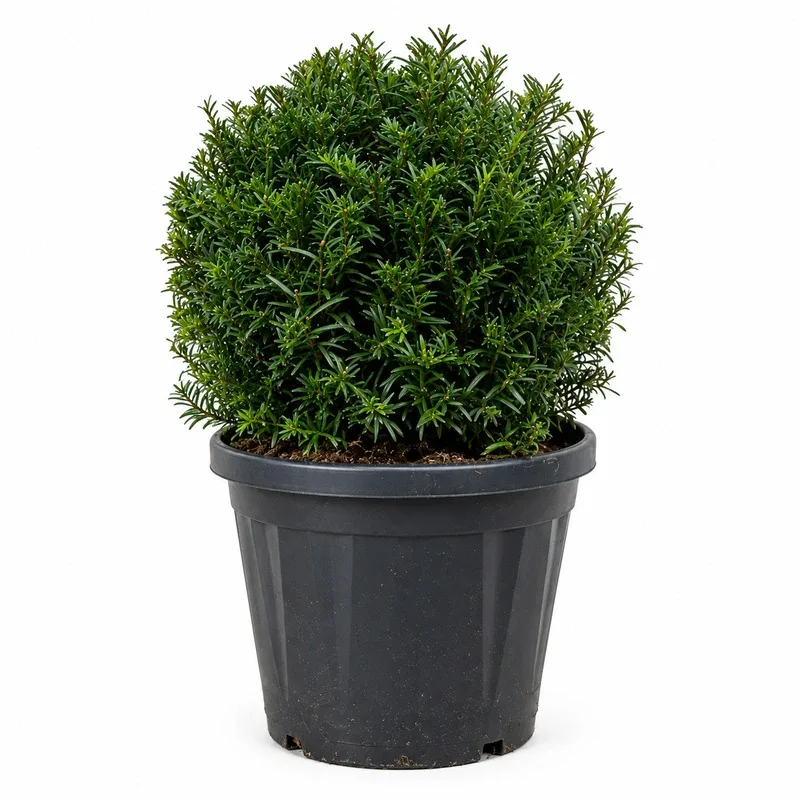 Тис Tопка 25-30см / Taxus baccata Poll