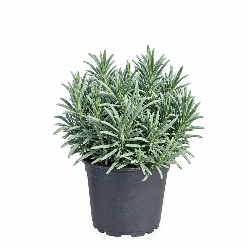 Lavandula × intermedia 'Grosso' 20-25cm