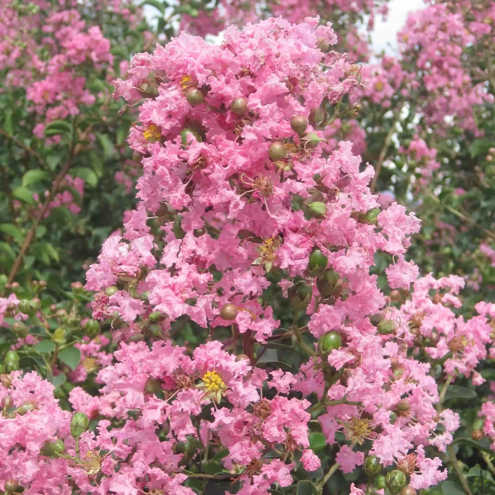 Индийски люляк Об. 6-8см / Lagerstroemia indica 'Rosea'