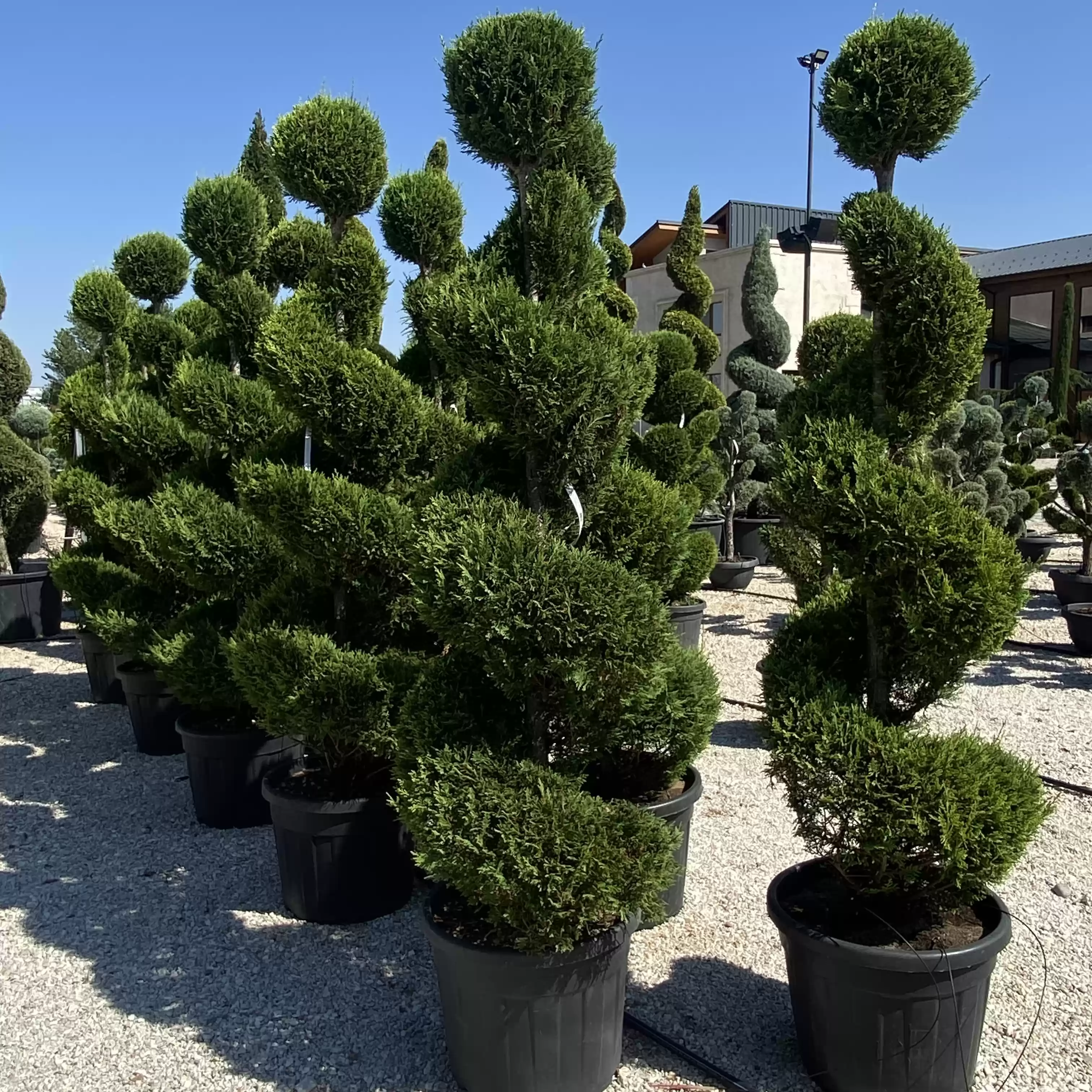 Кипарис лейланди Топка+Спирала 180-200см / Cupressocyparis leylandii Ball+Spiral