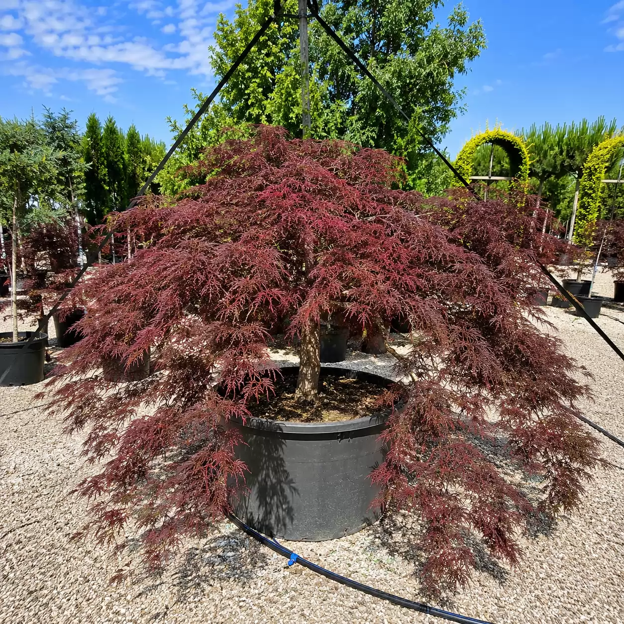 Японски клен Стъбло 100см, 150-180см / Acer palmatum 'Dissectum Garnet'