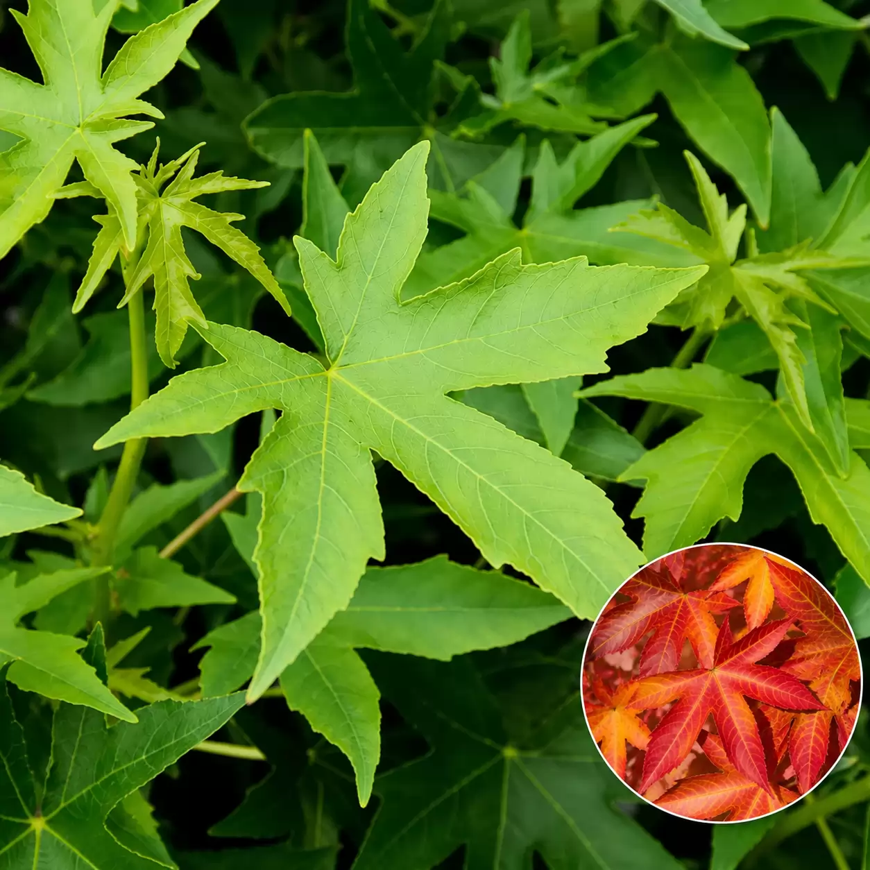 Liquidambar styraciflua Girth 10-12cm