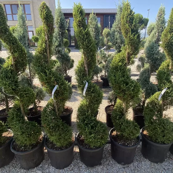 Cupressocyparis leylandii 'Gold Rider' Spiral 150cm