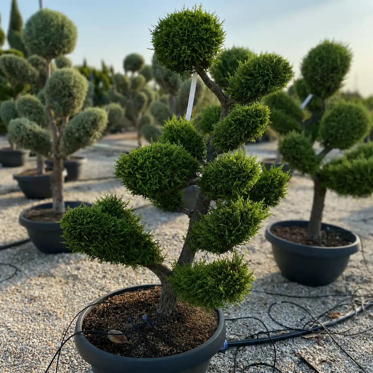 Cupressocyparis leylandii Bonsai 120-140cm