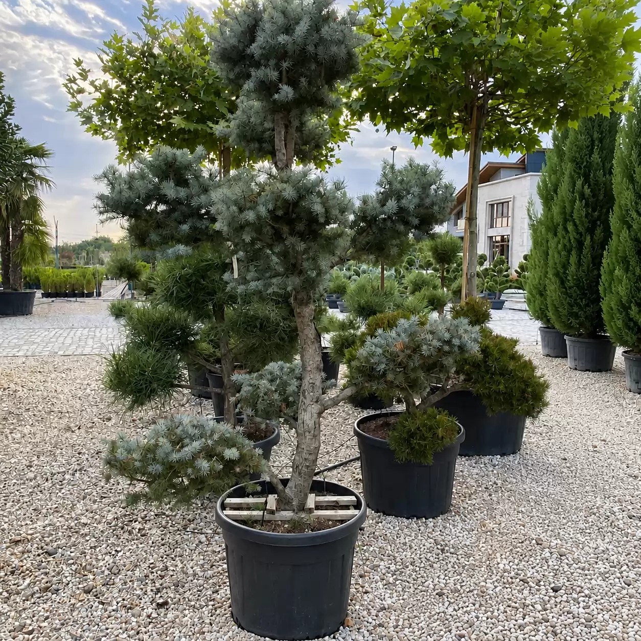 Picea pungens 'Fat Albert' Bonsai 200-220cm