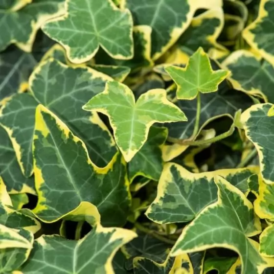 Бръшлян 150-175см / Hedera helix 'Goldchild'