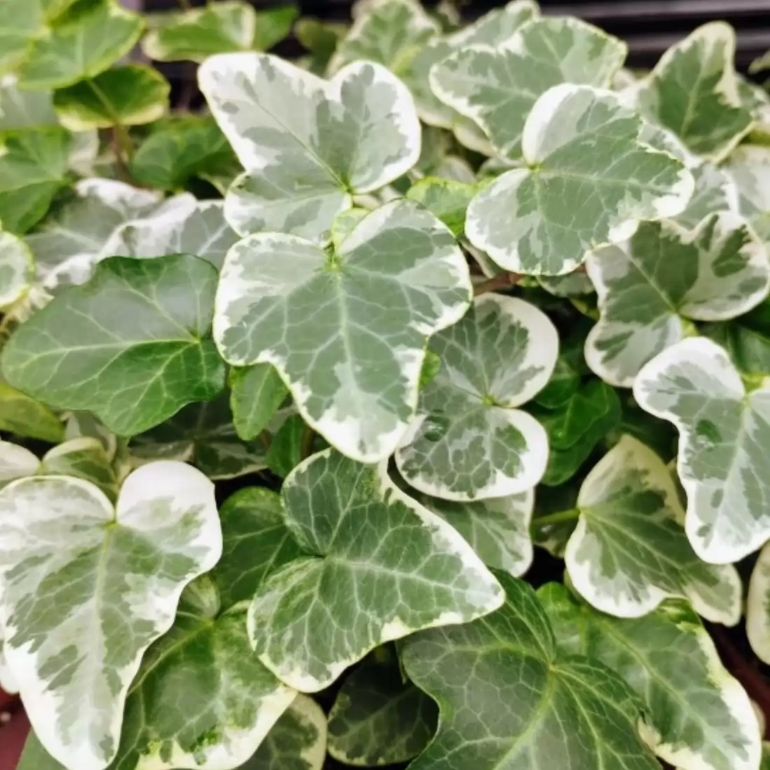 Бръшлян 150-175см / Hedera helix ‘Glacier’