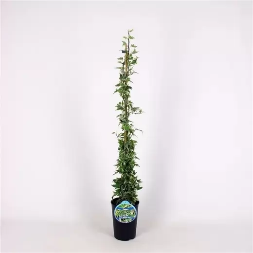 Бръшлян 80-100см / Hedera helix 'White Ripple'