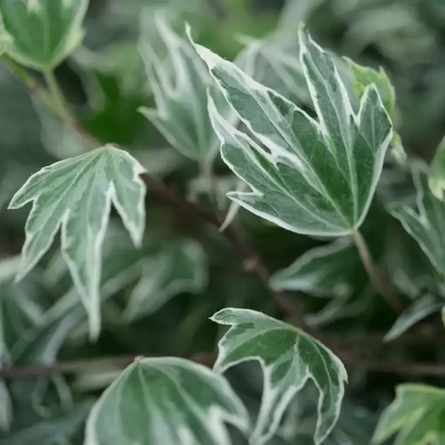 Hedera helix 'White Ripple' 80-100cm