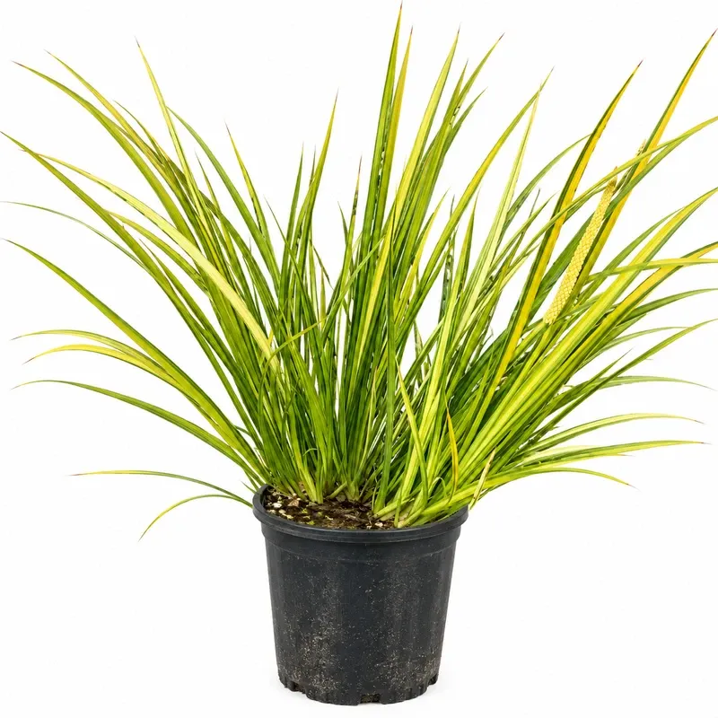 Acorus gramineus 'Ogon'