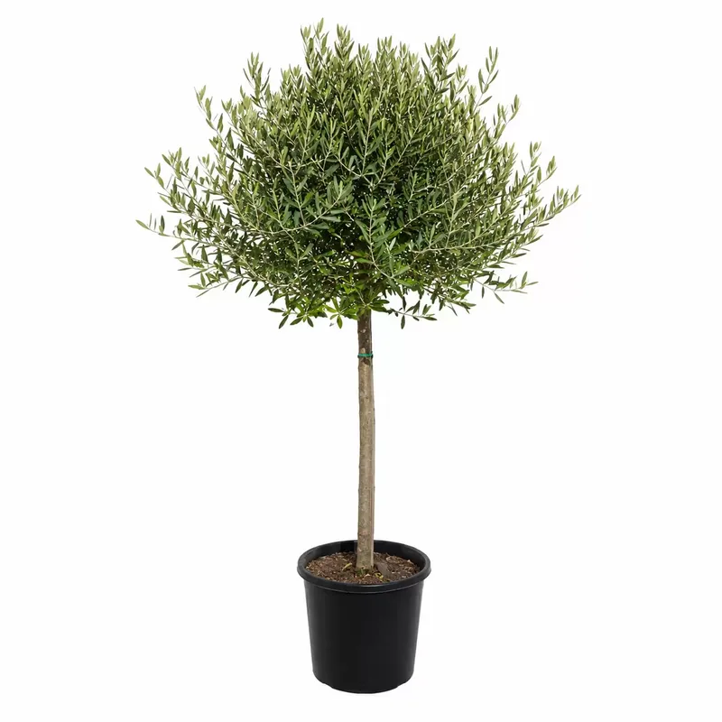 Маслина Стъбло 100см, Корона 30-40см / Olea europaea