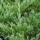 Juniperus horizontalis 'Andorra Compacta' 20-25cm