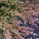 Juniperus horizontalis 'Andorra Compacta' 20-25cm