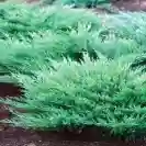 Juniperus horizontalis 'Andorra Compacta' 20-25cm